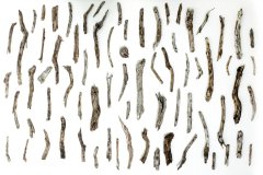 Forest Driftwood (Array), 2022